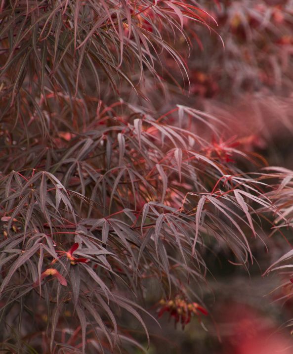 Japanese Maple Ribbon-Leaf 5gal