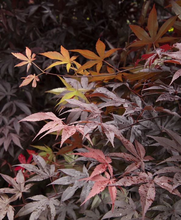 Japanese Maple Emperor 5gal