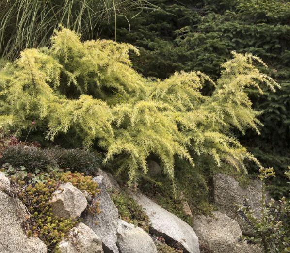 Cedrus Deodara Feelin Sunny 5gal