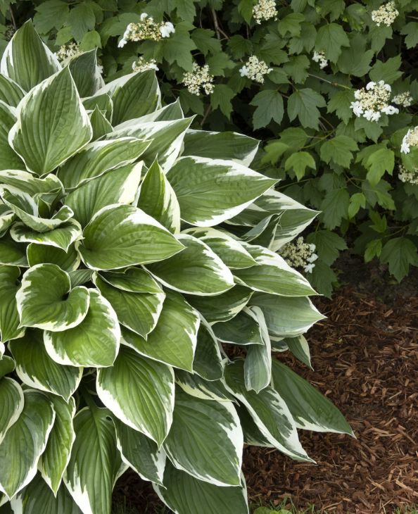 Hosta Francee 5gal