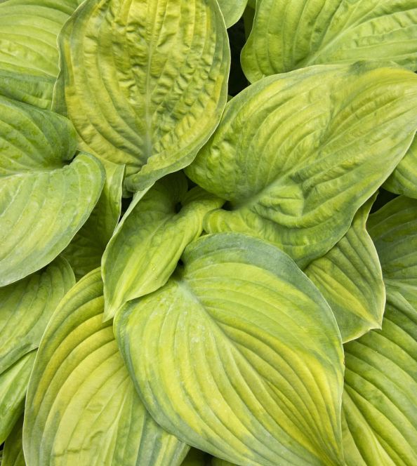 Hosta Guacamole 5 gal