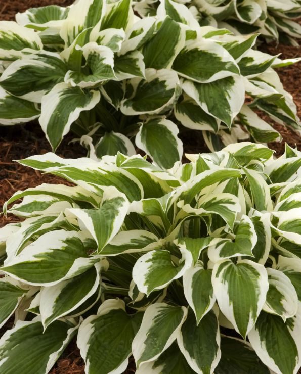 Hosta Patriot 5 gal