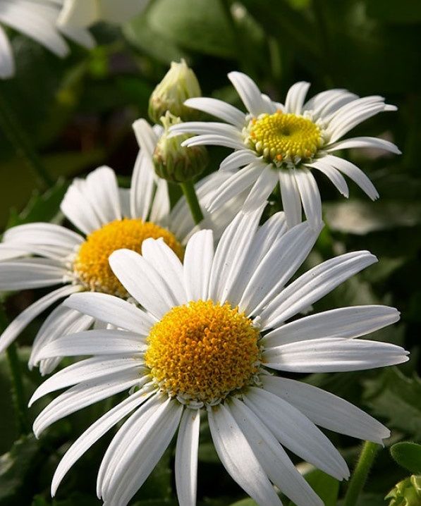 Shasta Daisy Carpet Angel 1 gal