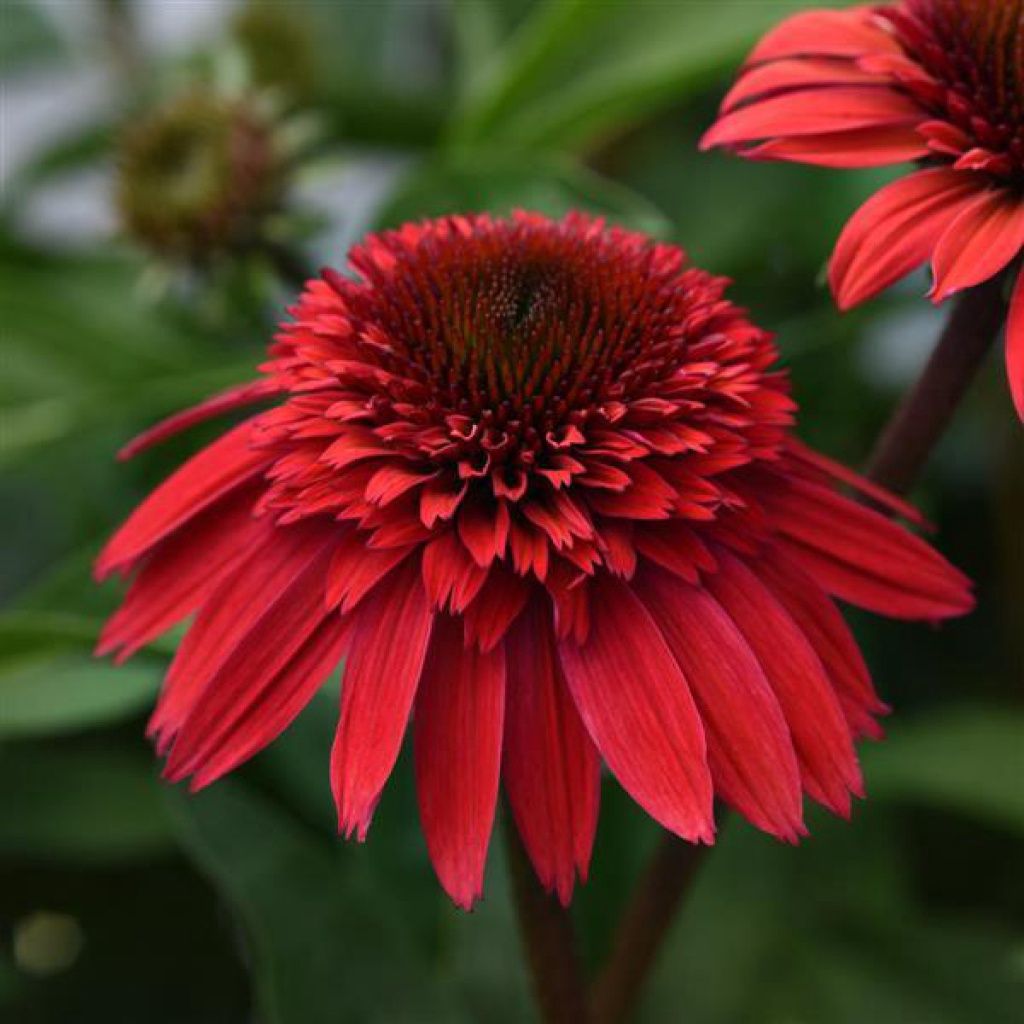 Echinacea Dbl Scoop Strawberry 1 gal