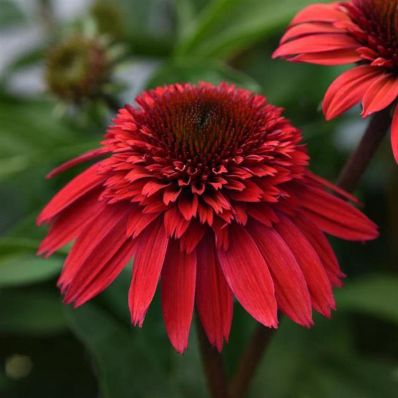 Echinacea Dbl Scoop Strawberry 1 gal