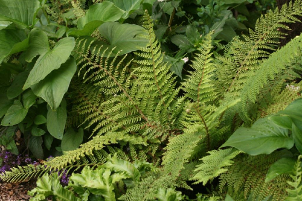 Alaskan Fern 1 gal