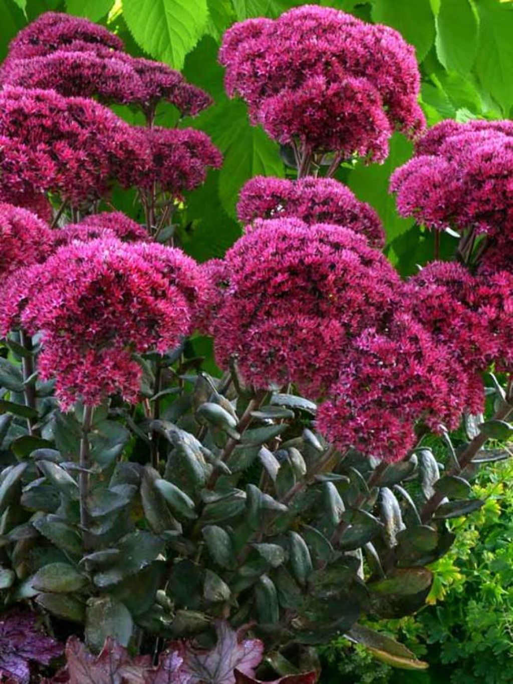 Sedum Thunderhead 1 gal