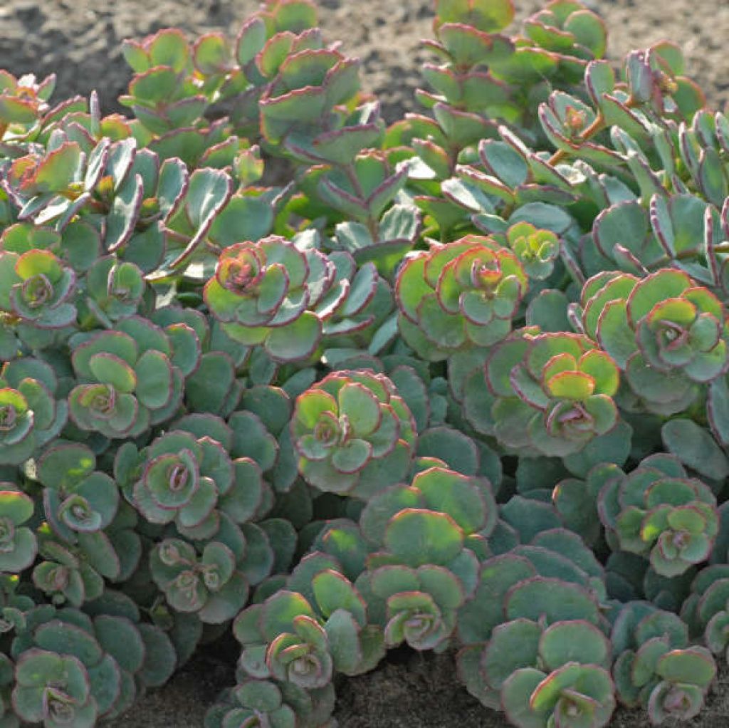 Sedum Sieboldii 1 gal