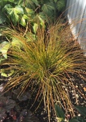 Carex testacea 4"