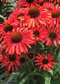 Echinacea Prima Ruby 1 gal