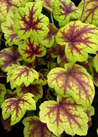 Heucherella Stoplight Qt