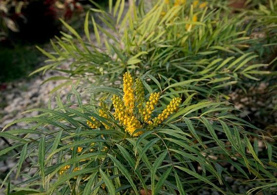 Mahonia soft caress 3 gal