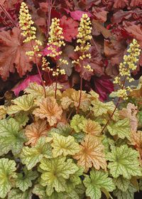 Heuchera Topaz Jazz Qt