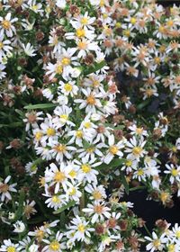 Aster Bridal Veil Qt