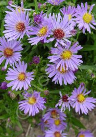Aster Wood's Blue 1 gal