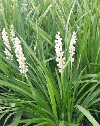 Liriope Monroe White 1 gal
