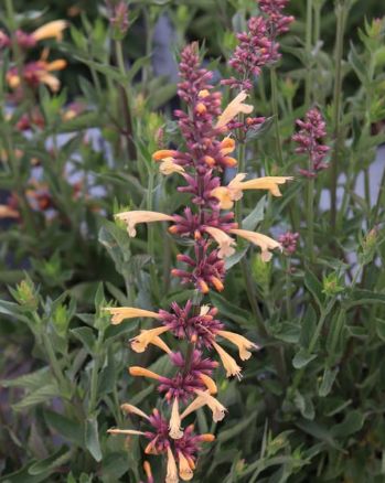 Agastache Queen Nectarine 1 gal