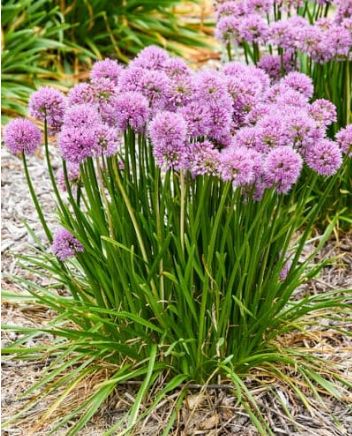 Allium All the Buzz 1 gal