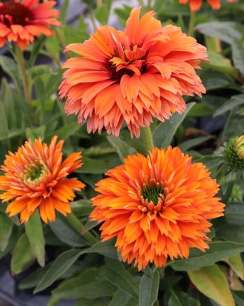 Echinacea Mineola 1 gal