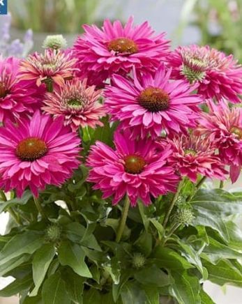 Echinacea Sunseekers Sweet Fuchsia Qt