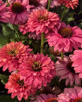 Echinacea Pink Grapefruit 1 gal