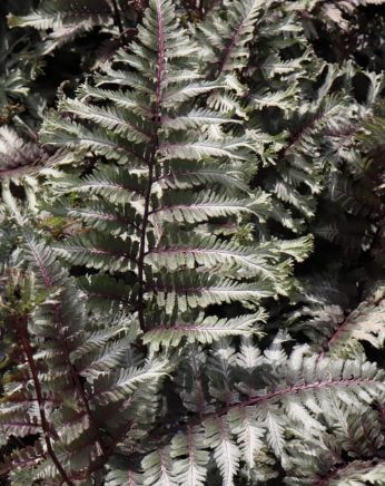 Fern Crested Surf 1 gal