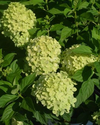 Hydrangea Jane Little Lime 5 gal