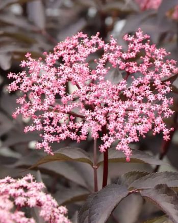 Sambucus Pink Pony 2 gal