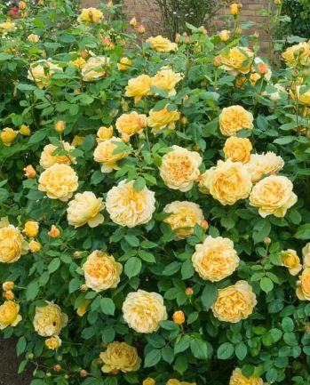 DA rose Golden Celebration 3 gal