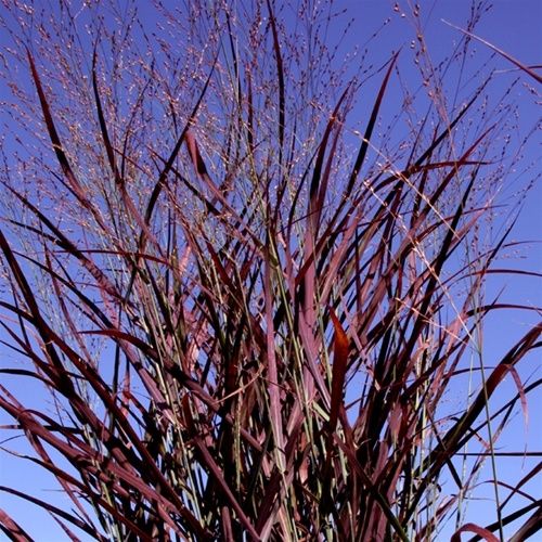 Switch Grass Hot Rod 1 gal