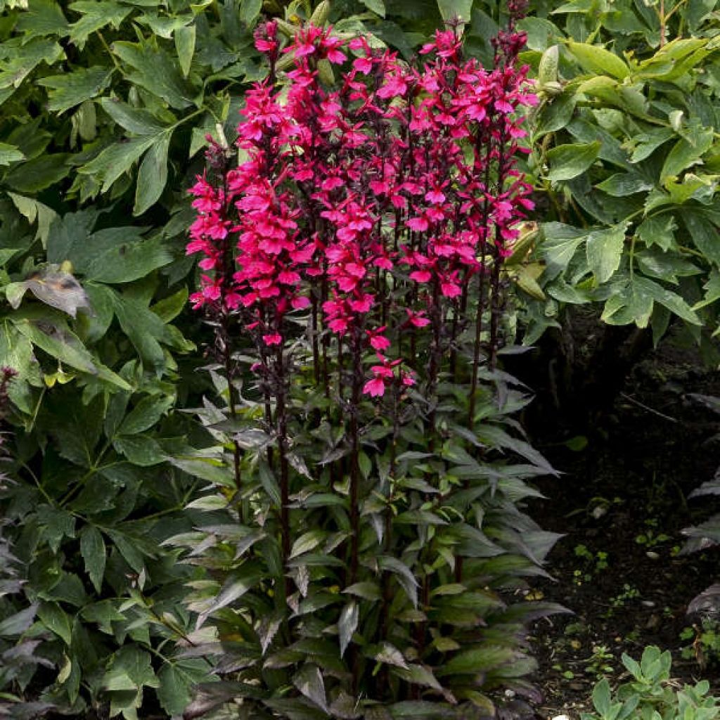 Lobelia Starship Deep Rose 1 gal