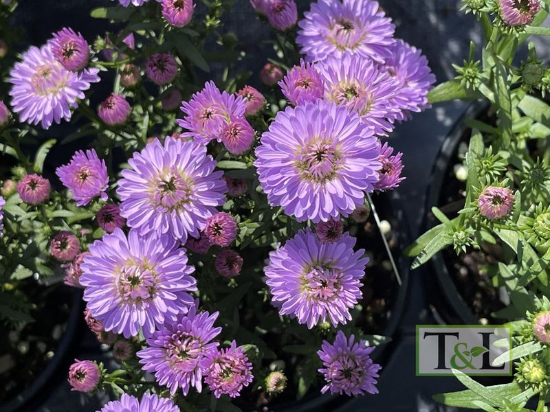 Aster Peter III Blue Qt