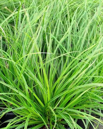 Carex Everlime 4"