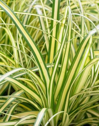Carex Everoro 4"
