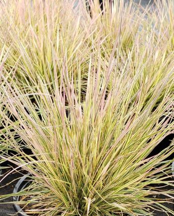 Deschampsia Northern Lights 4"