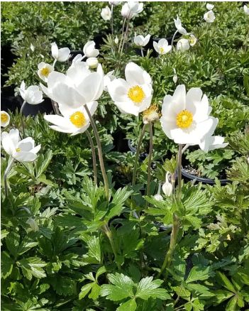 Anemone Sylvestris 1 gal