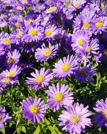 Aster Kickin Sapphire 4"