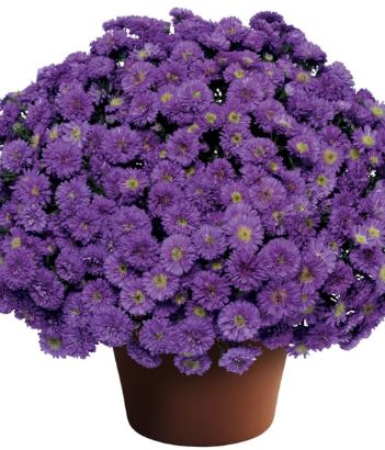 Aster Henry Purple 4"