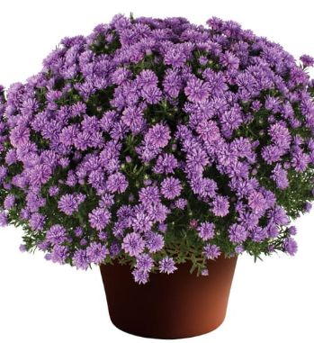Aster Henry Blue 4"
