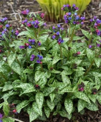 Pulmonaria Spot On 1 gal