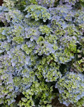 Hydrangea Fairytrail Fresco 2 gal