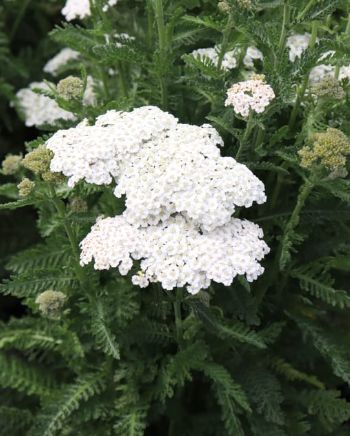 Yarrow Firefly Diamond 1 gal