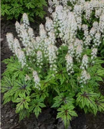 Tiarella Cutting Edge 1 gal