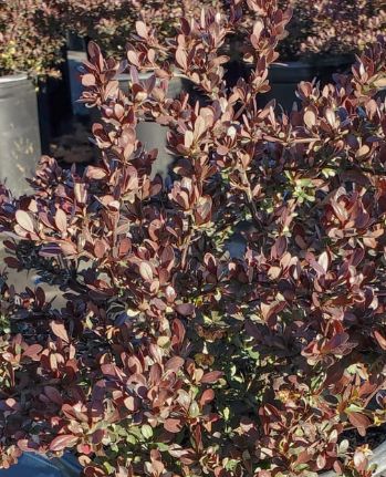 Barberry Crimson Pygmy 2 gal