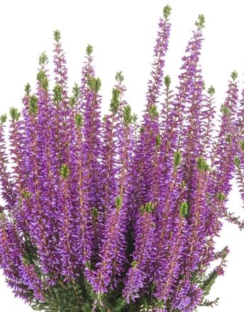 Calluna Lyna 4"