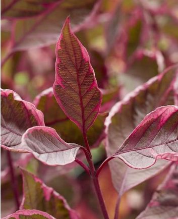 Cornus Alba Sgt. Pepper 2 gal