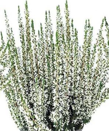 Calluna Viva 4"