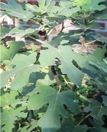 Fig Fignomenal 2 gal