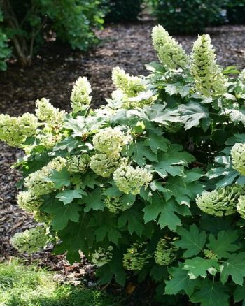 Hydrangea Glow Ball 2 gall