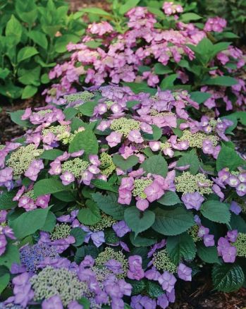 Hydrangea Top Fun 2 gal